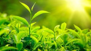 green-tea-leaves-benefits-620x350